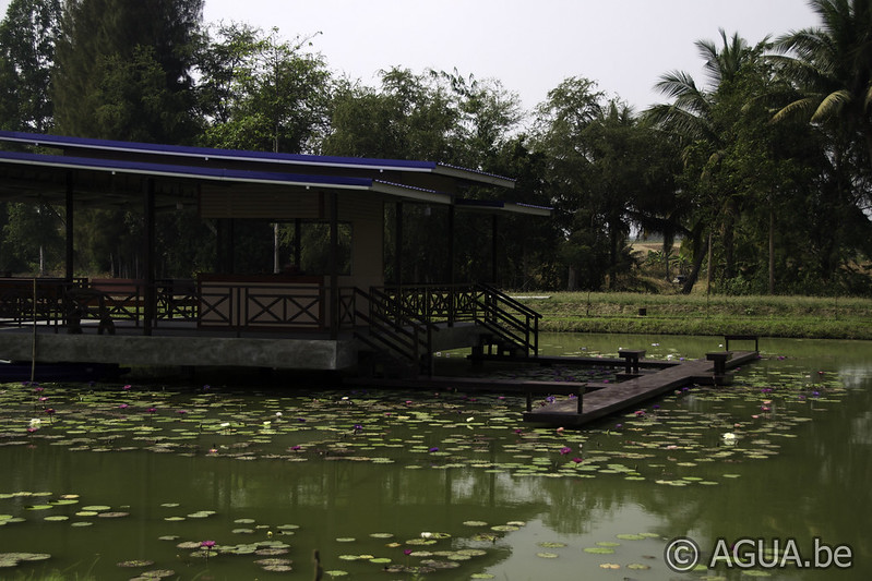 Nannalin Waterlily Gardens